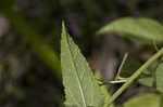 Virginia saltmarsh mallow